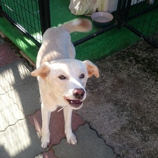 一旦募集を中止します