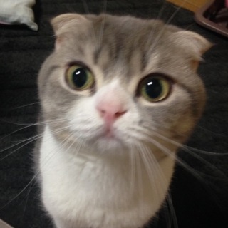 室内飼いで可愛がって下さる方。家族にして下さい。