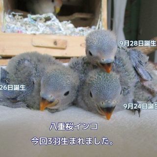 素敵な里親さんの所に行きます。