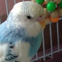 ごみ捨て場で拾ったインコさん