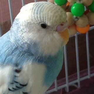 ごみ捨て場で拾ったインコさん