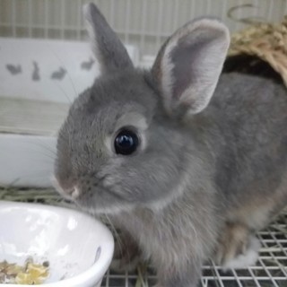 ４ヶ月のネザーランドドワーフ女の子　交渉中