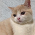 家族になって下さい。