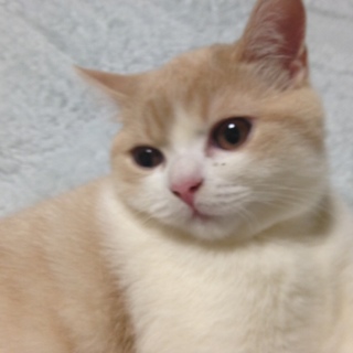 家族になって下さい。