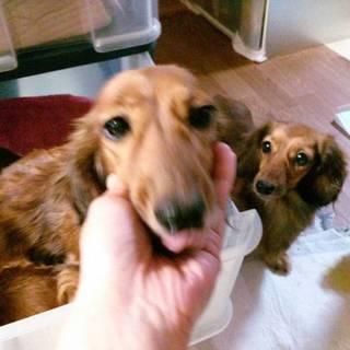 Ｍ．ダックス 女の子 ちゃまちゃんです