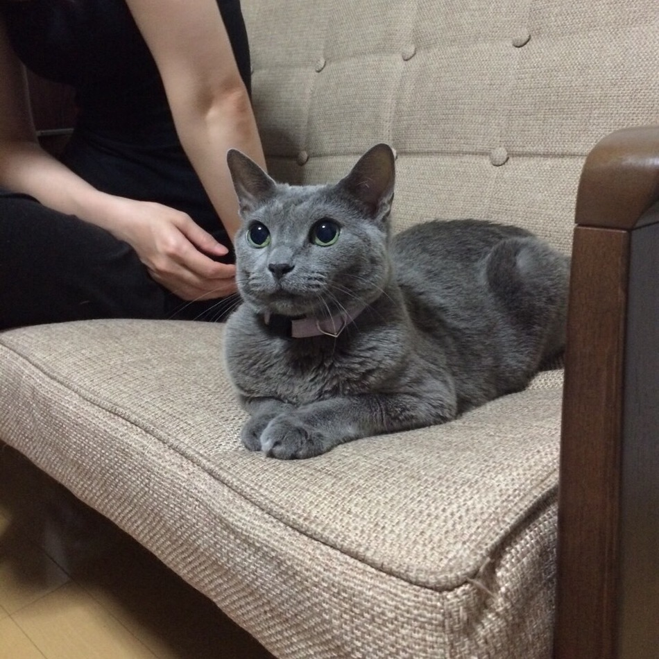 ロッシーのカバー写真
