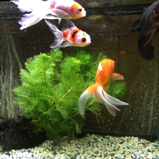 金魚の里親さん募集します。