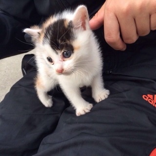 かわいい三毛猫ちゃん