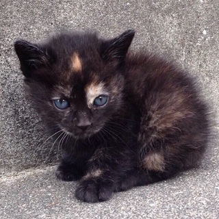 おとなしいさび猫ちゃん