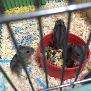 ジャンガリアンの赤ちゃん