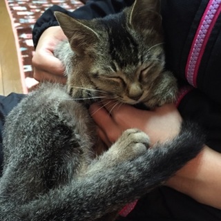 とても人懐こい猫ちゃんです！