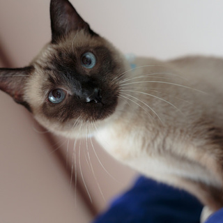 懐こくて可愛いシャムくん