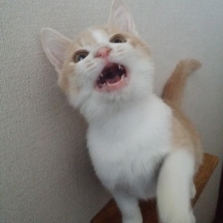 おもちゃ大好きとっても元気な男の子♪