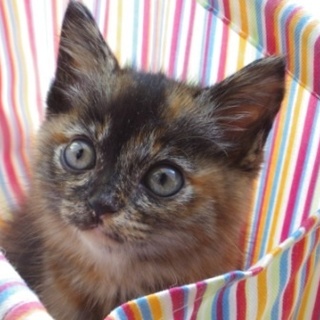 キュートなサビ猫のキューちゃんの里親様募集中