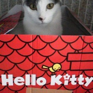 元気なクールビューティーさん