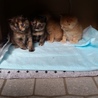 黒サビ子猫2匹の里親様を探しております。 サムネイル3