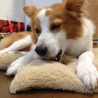 賢い子です。可愛がってください。