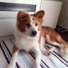 賢い子です。可愛がってください。 サムネイル2