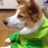 賢い子です。可愛がってください。 サムネイル3