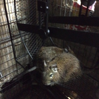 デグー生後一年四ヶ月オス2匹