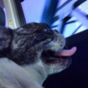 車大好き