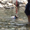 颯爽と泳いでる！…風
