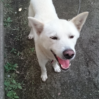 遊んで！成犬の里親募集
