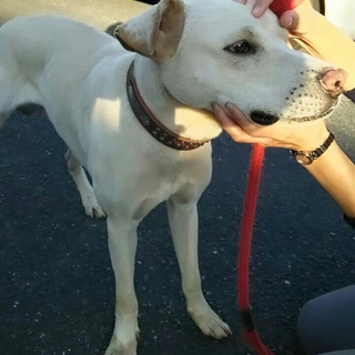 甘えん坊なラブのミックス君の家族募集！！