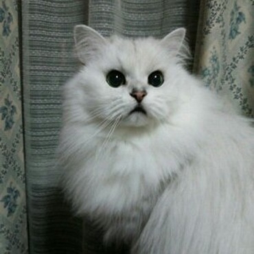 ルナの写真