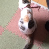 の写真
