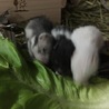 ゴールデンハムスターの赤ちゃんが産まれました サムネイル3