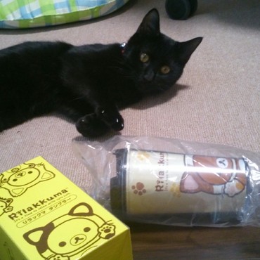 リラックマタンブラーとロンくん