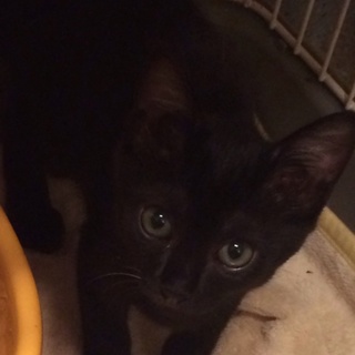 やんちゃな黒猫ちゃん