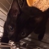 やんちゃな黒猫ちゃん サムネイル2