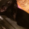やんちゃな黒猫ちゃん サムネイル5