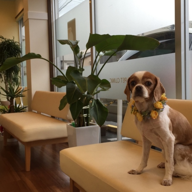 キャバラブのカバー写真