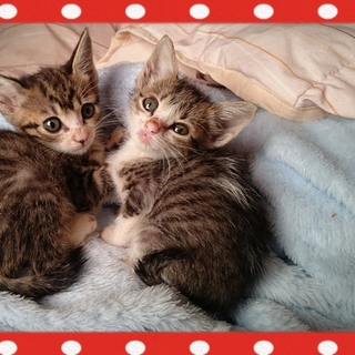 仲良し姉妹☆一ヶ月半☆子猫里親募集中