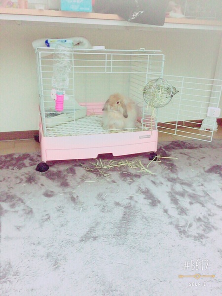 里親さがしてます (´･_･`) サムネイル2