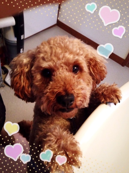 飼育放棄のトイプードルの 兵庫県 犬の里親募集 ペットのおうち 月間利用者150万人