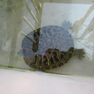 ミドリガメの里親を募集します