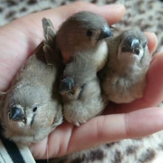 キンカチョウ　生後22～26日