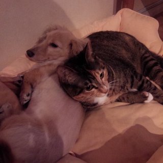 ありがとうございました   里親さんきまりました