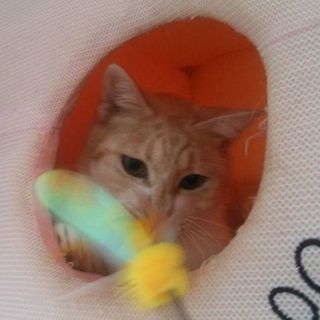 薄い茶白の美猫さん♪カスタードプリンのような女の子