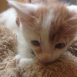 とても可愛い子猫を家族にしませんか？