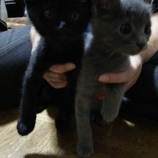 生後２ヶ月の子猫 2匹