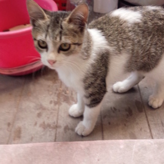 幼児程度の可愛い子猫