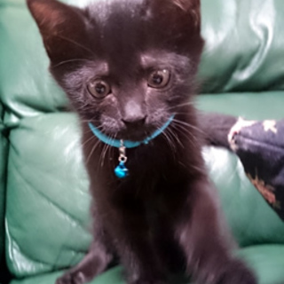 アズくん　２か月弱の男の子　