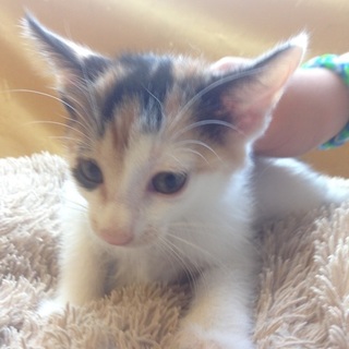 とても可愛い子猫を家族に一員にしませんか？