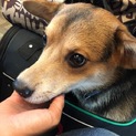 MIX(柴犬、ダックス)オス10ヶ月♪♪