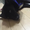 真っ黒ワンコ